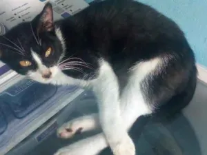 Gato raça Frajola idade 7 a 11 meses nome Preto