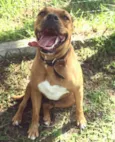 ZEUS