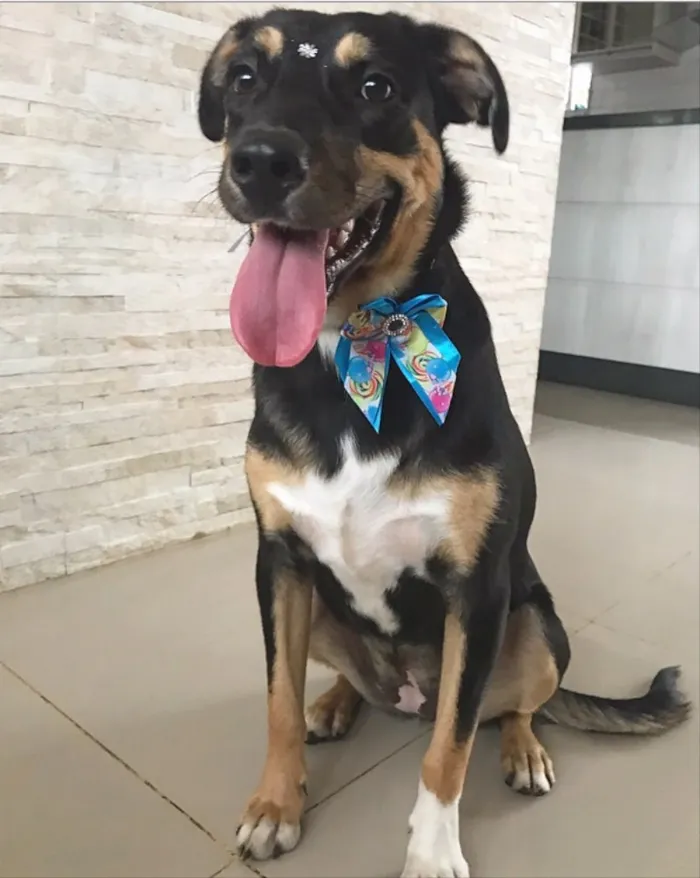 Cachorro ra a Sem Raça definida  idade 1 ano nome PRETINHA 