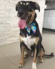 PRETINHA