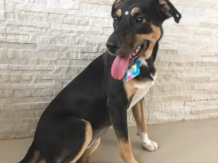 Cachorro ra a Sem Raça definida  idade 1 ano nome PRETINHA 