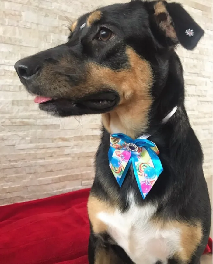 Cachorro ra a Sem Raça definida  idade 1 ano nome PRETINHA 