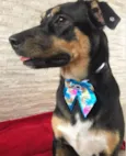 PRETINHA