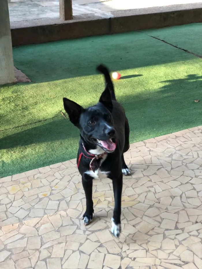 Cachorro ra a SRD idade 2 anos nome Spike