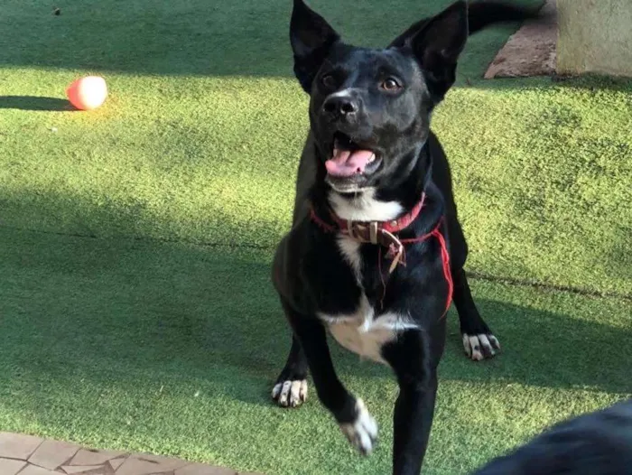 Cachorro ra a SRD idade 2 anos nome Spike