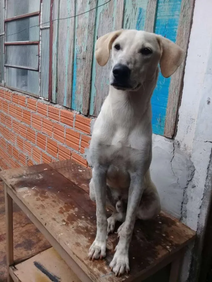 Cachorro ra a Viralata idade  nome Snow