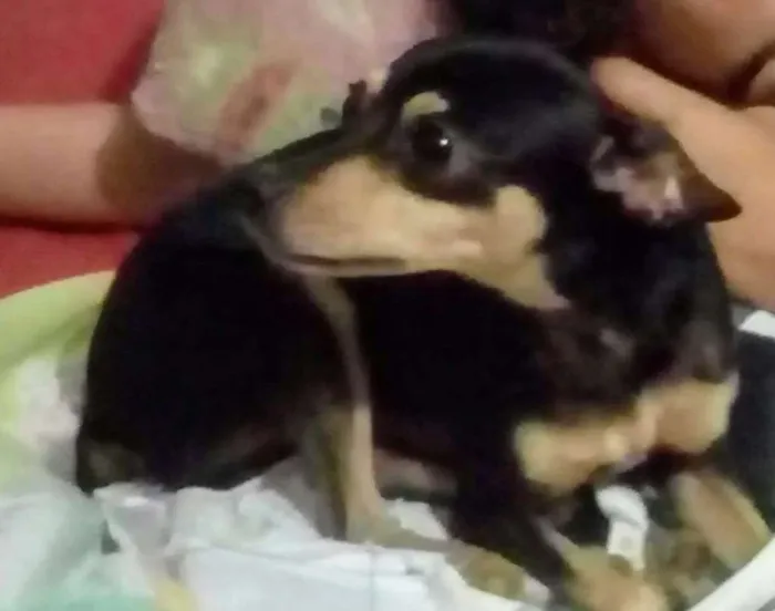 Cachorro ra a Pinscher idade 3 anos nome Maisa