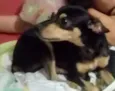 Maisa
