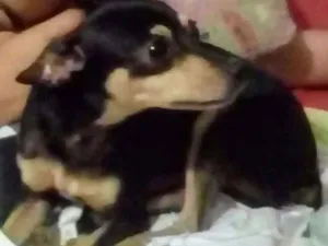 Cachorro raça Pinscher idade 3 anos nome Maisa