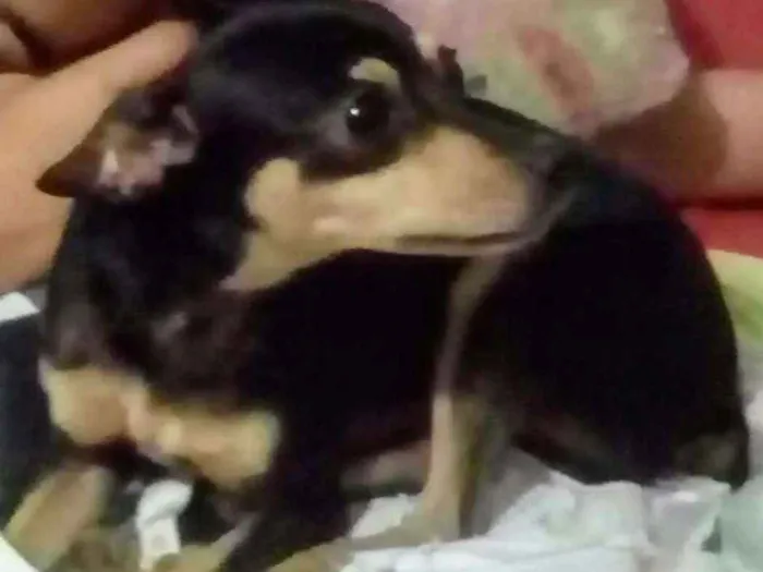 Cachorro ra a Pinscher idade 3 anos nome Maisa