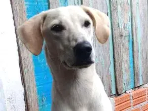 Cachorro raça Viralata idade  nome Snow