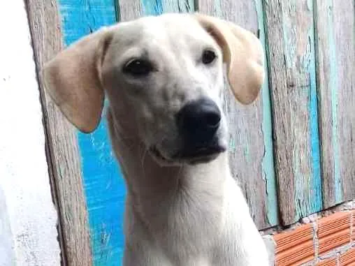 Cachorro ra a Viralata idade  nome Snow
