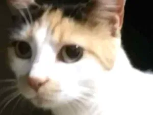 Gato raça SRD idade 2 anos nome Fofinha