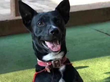 Cachorro ra a SRD idade 2 anos nome Spike