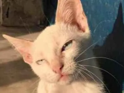 Gato raça Desconhecida  idade 7 a 11 meses nome Princesa