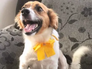 Cachorro raça Sem raça definida idade 1 ano nome MAIA
