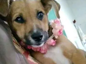 Cachorro raça Vira lata idade 1 ano nome Liz e neném