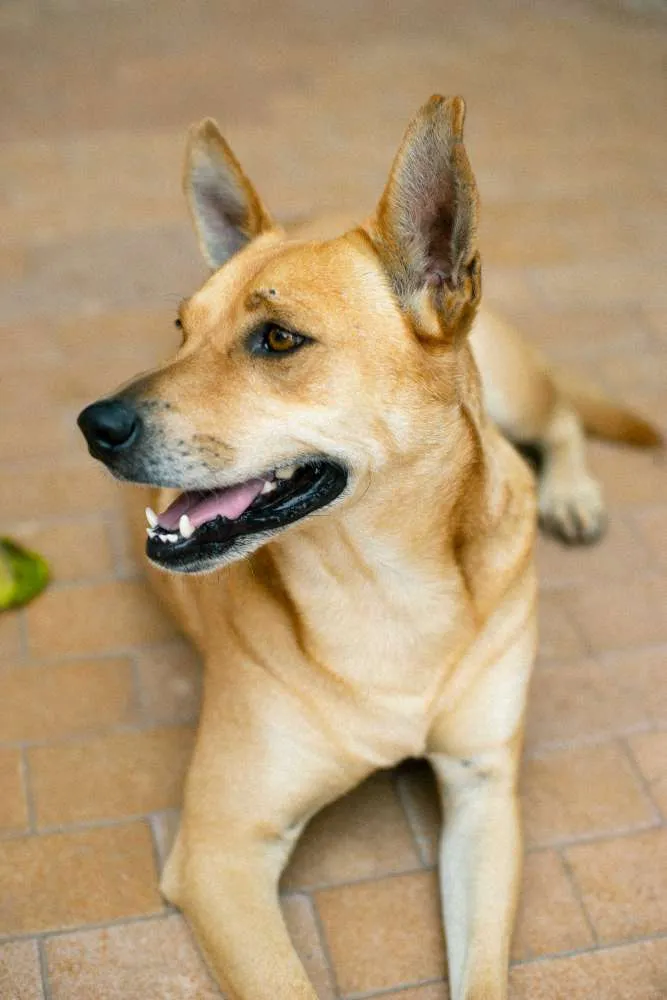 Cachorro ra a SRD idade 2 anos nome Sam