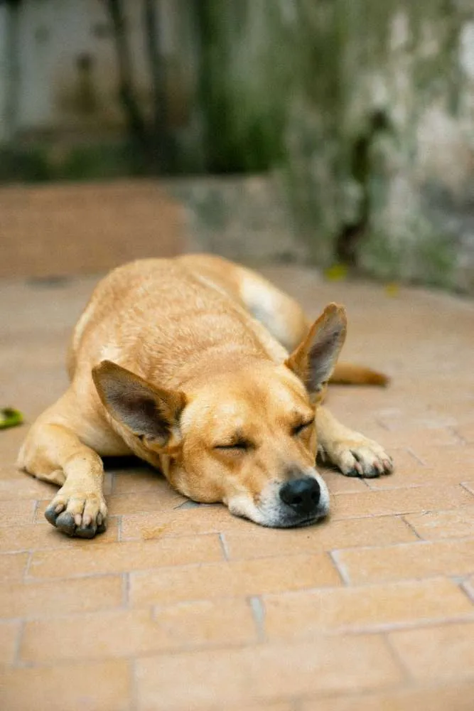 Cachorro ra a SRD idade 2 anos nome Sam
