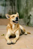 Sam