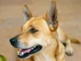 Sam