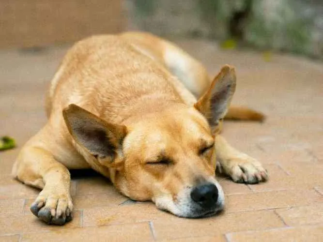 Cachorro ra a SRD idade 2 anos nome Sam
