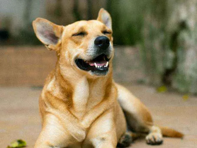 Cachorro ra a SRD idade 2 anos nome Sam
