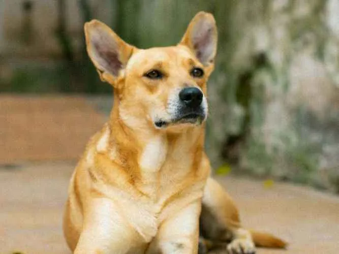 Cachorro ra a SRD idade 2 anos nome Sam