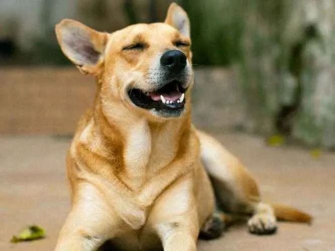 Cachorro ra a SRD idade 2 anos nome Sam