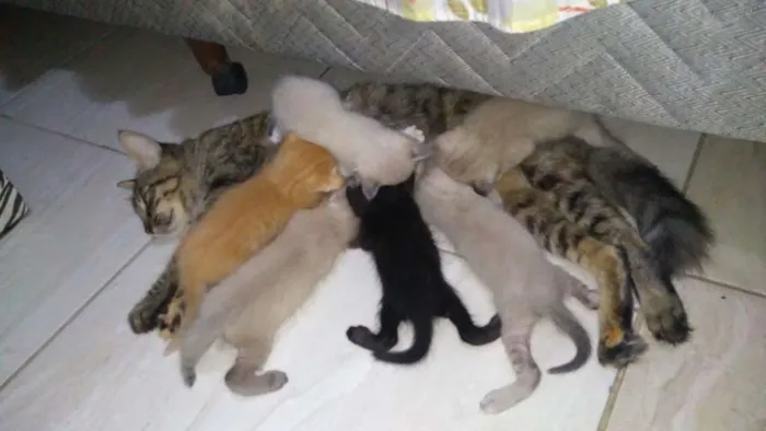 Gato ra a SR idade Abaixo de 2 meses nome Kiara 