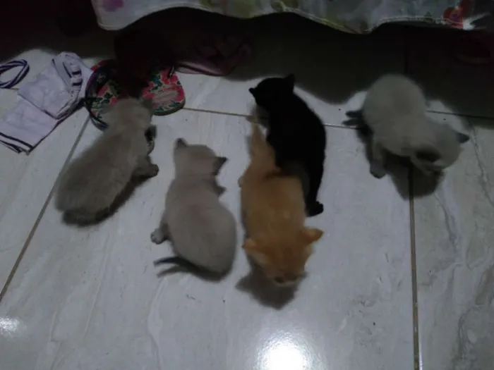 Gato ra a SR idade Abaixo de 2 meses nome Kiara 