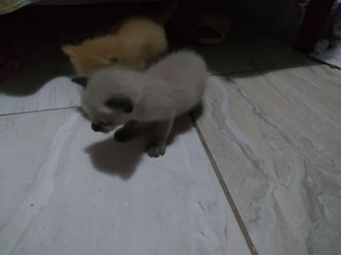 Gato ra a SR idade Abaixo de 2 meses nome Kiara 