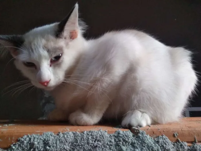 Gato ra a SR idade Abaixo de 2 meses nome Kiara 
