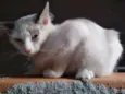 Kiara