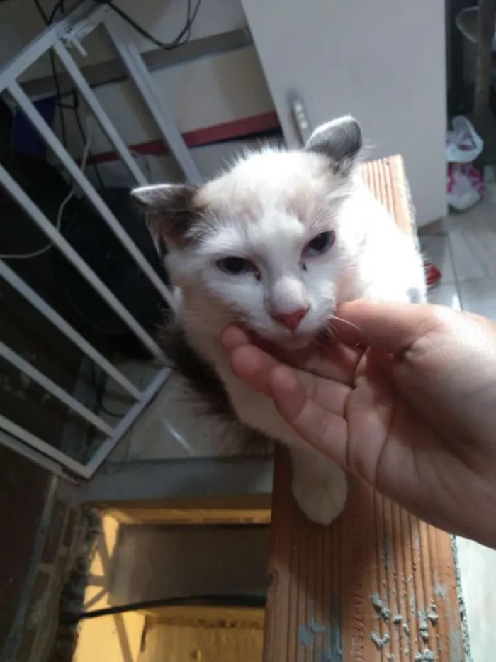 Gato ra a SR idade Abaixo de 2 meses nome Kiara 