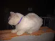 Kiara 