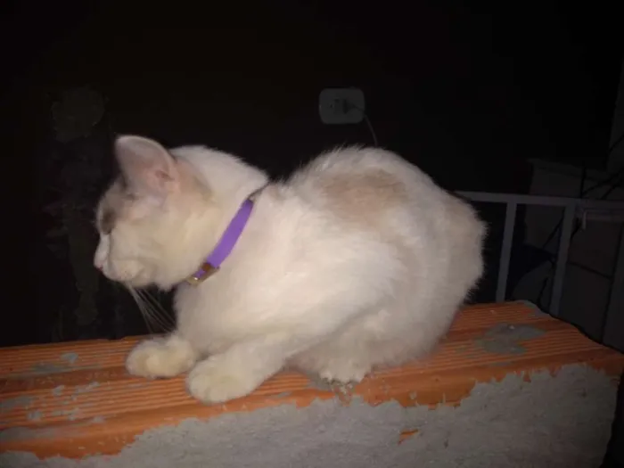 Gato ra a SR idade Abaixo de 2 meses nome Kiara 