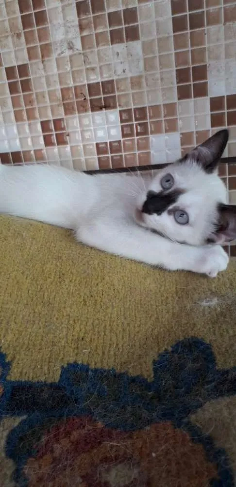 Gato ra a SRD idade 2 a 6 meses nome Sem nome