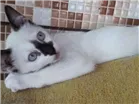 Gato raça SRD idade 2 a 6 meses nome Sem nome