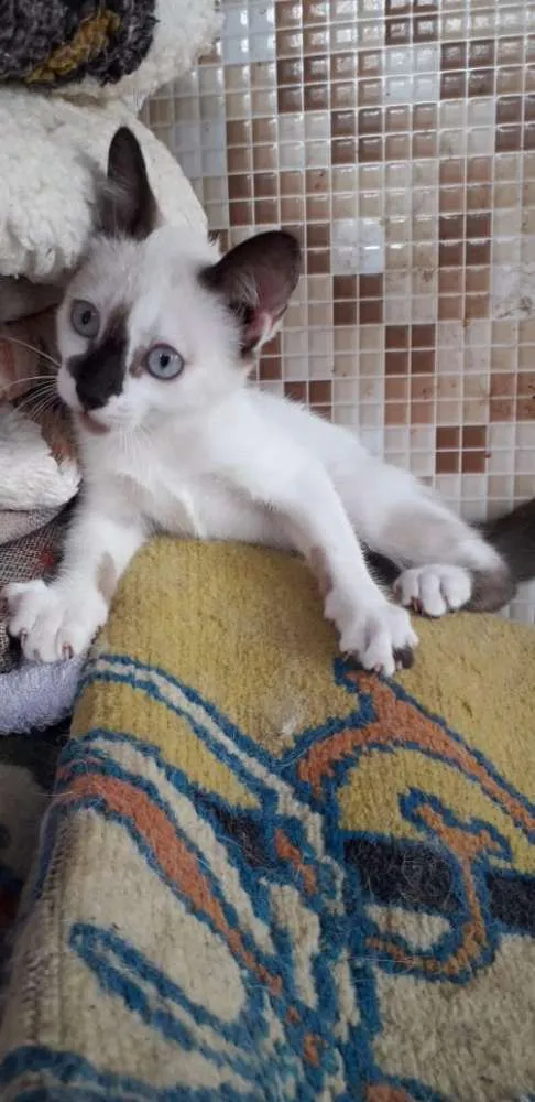 Gato ra a SRD idade 2 a 6 meses nome Sem nome