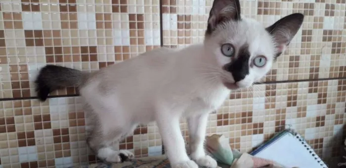 Gato ra a SRD idade 2 a 6 meses nome Sem nome