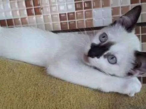 Gato ra a SRD idade 2 a 6 meses nome Sem nome