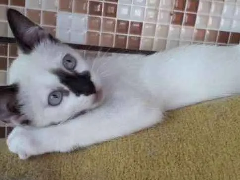 Gato ra a SRD idade 2 a 6 meses nome Sem nome