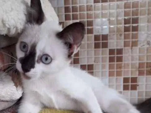 Gato ra a SRD idade 2 a 6 meses nome Sem nome