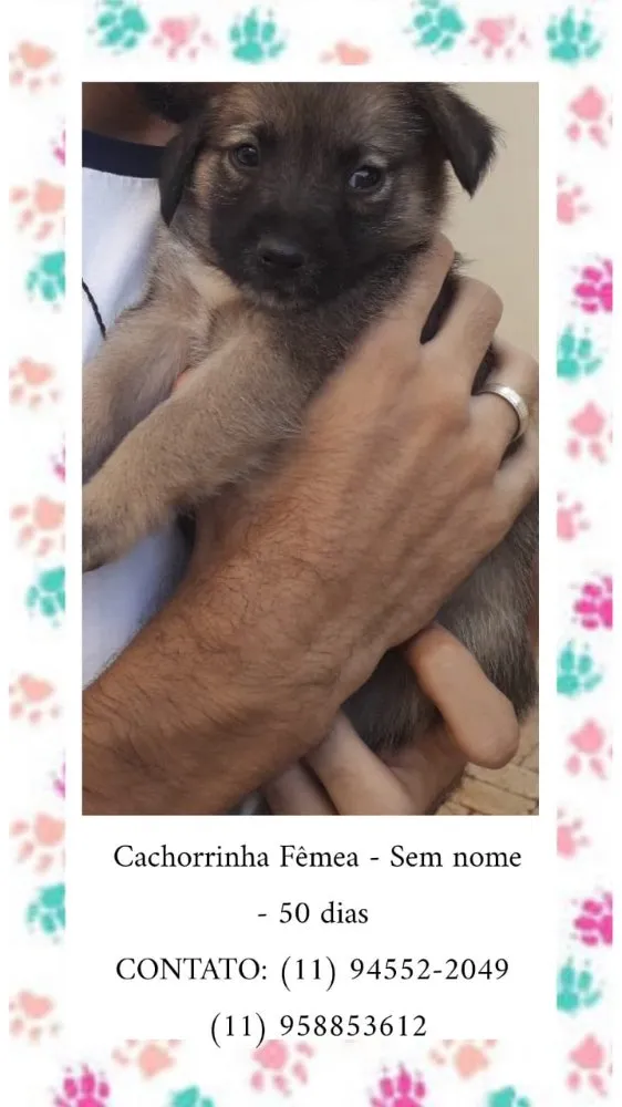 Cachorro ra a SRD idade Abaixo de 2 meses nome Mel