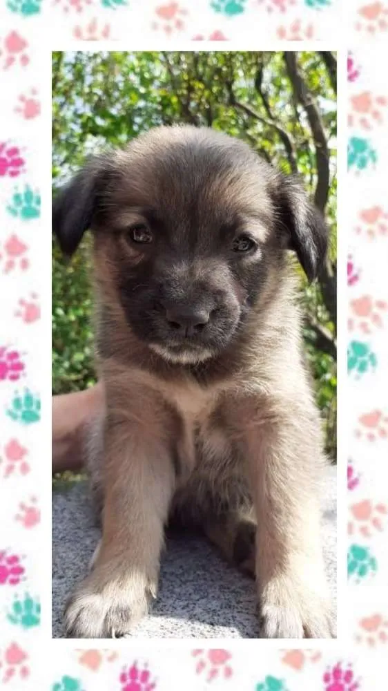 Cachorro ra a SRD idade Abaixo de 2 meses nome Mel