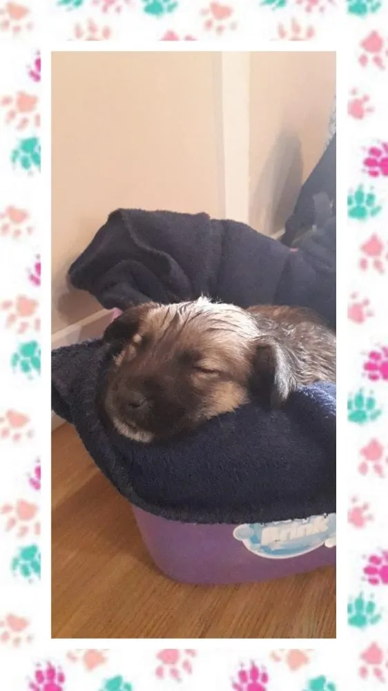 Cachorro ra a SRD idade Abaixo de 2 meses nome Mel