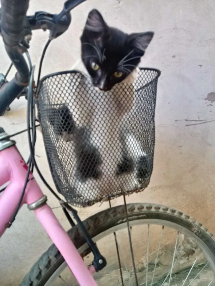 Gato raça Viralata idade 2 a 6 meses nome Pretinho