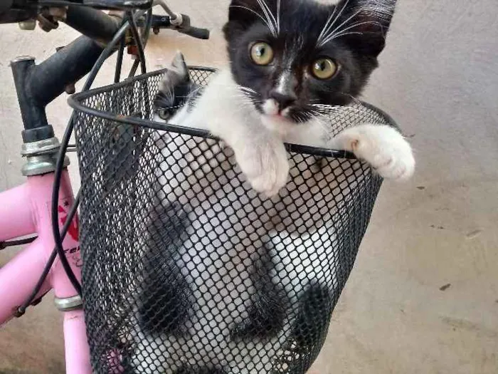 Gato raça Viralata idade 2 a 6 meses nome Pretinho