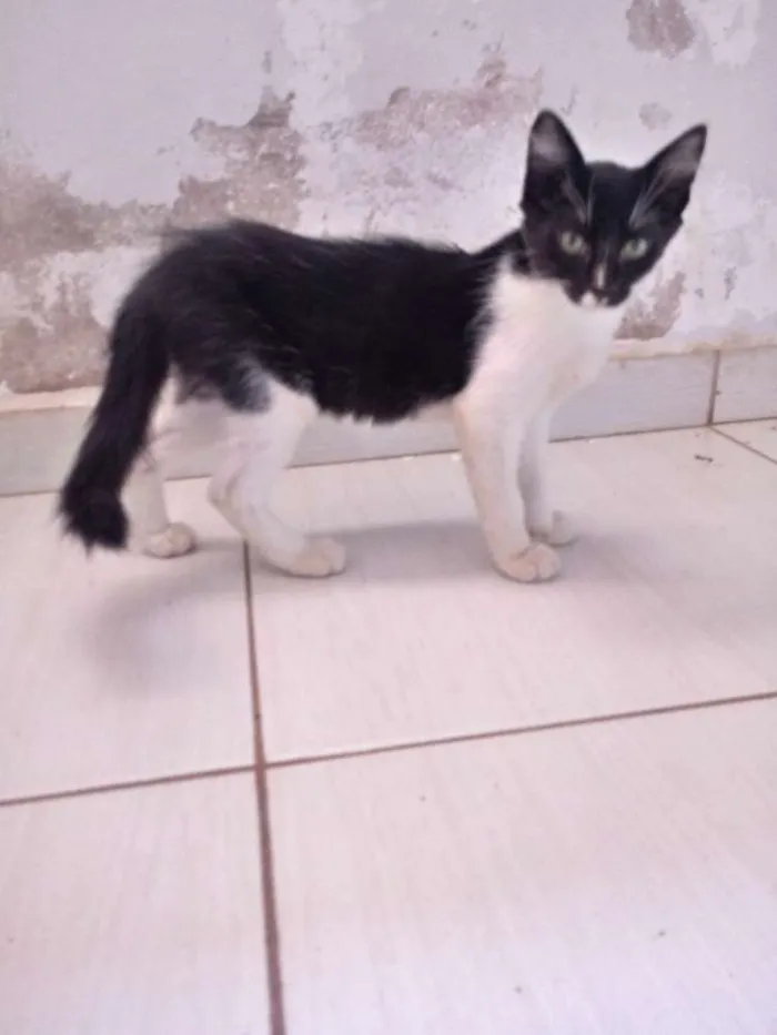 Gato raça Viralata idade 2 a 6 meses nome Pretinho